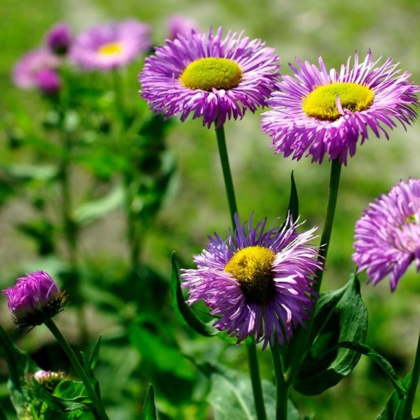 Clear Blue Erigeron Çiçeği Tohumu(50 tohum) ürün görseli 1