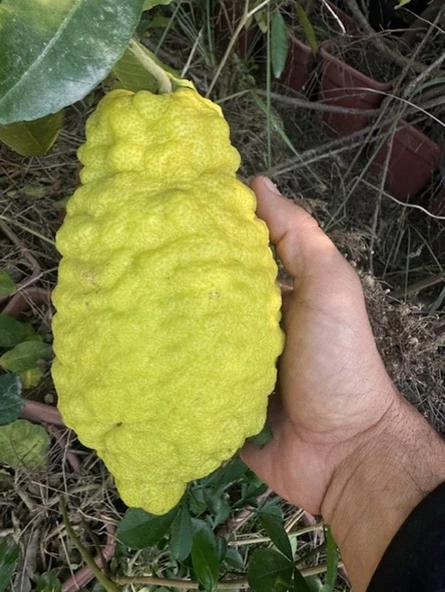 TÜPLÜ 4 YAŞ BERGAMOT LİMON (CITRUS BERGAMİA) FİDANI BOY 150-200CM ürün görseli 1