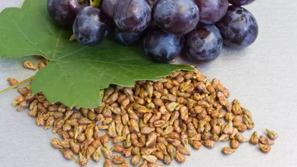 Üzüm Çekirdeği 300 GR Yeni Mahsül (KATKISIZ ) ürün görseli 1