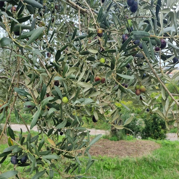 Tüplü Yemelik ve Sıkımlık Samsun Zeytini Fidanı ürün görseli 1