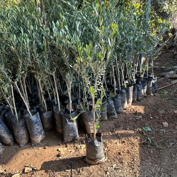 Yağlık ve Yemelik Tüplü Elazığ Zeytini Fidanı ürün görseli 1