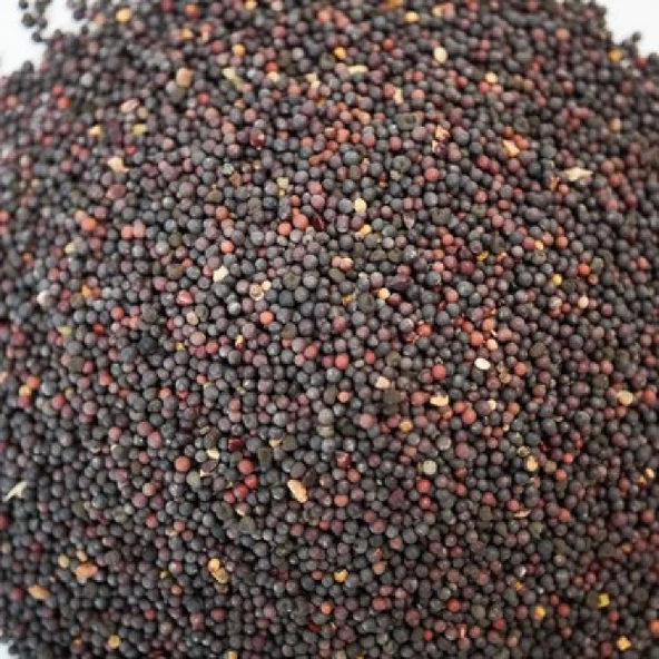Siyah Hardal Tohumu Tane 50 gr - Resim 4