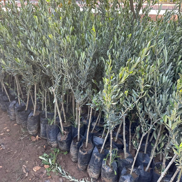 Özel Üretim Sofralık ve Sıkımlık Tüplü İspanya - Manzanilla Zeytini Fidanı ürün görseli 1