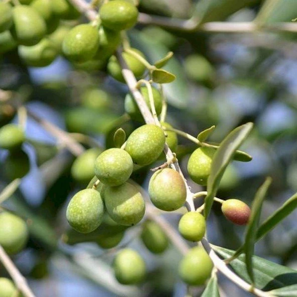 Sınırlı Sayıda Yağlık ve Sofralık Tüplü İspanya - Manzanilla Zeytini Fidanı ürün görseli 1