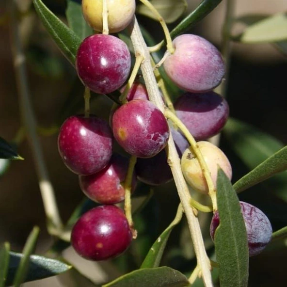 Sınırlı Stok Tüplü Kalamata Zeytini (Yunan Menşei) Fidanı ürün görseli 1