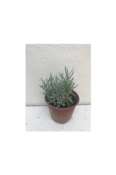 Lavanta Fidanı 3 Adet 10-20 cm ürün görseli 1