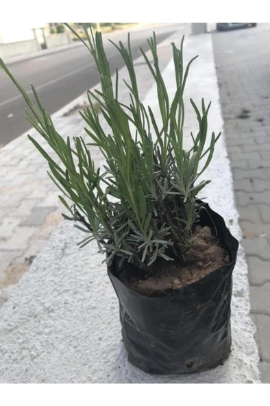 Kediotu Moru Lavanta Fidanı 5 Adet 15-25 Cm Intermedia ürün görseli 1