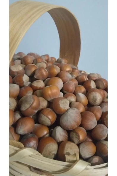 güvenpro FINDIK KABUKLU FINDIK 1 KG - Resim 4
