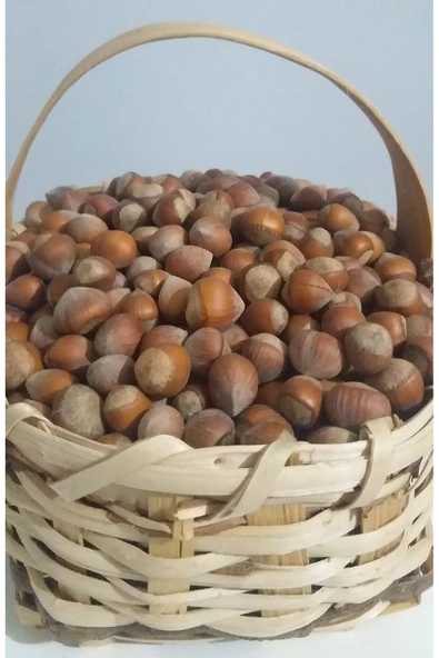 güvenpro FINDIK KABUKLU FINDIK 1 KG - Resim 3