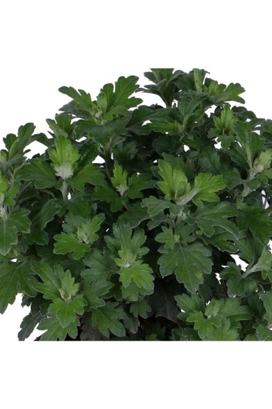 Kasımpatı  (chrysanthemum) Sarı Renk 10-20 cm - Resim 4