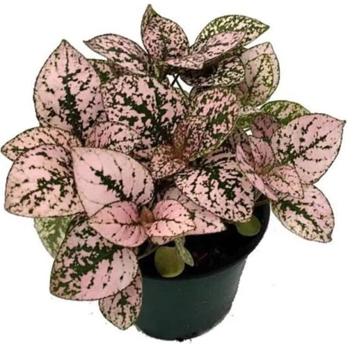 Fittonia, Fittonya 3lü Paket Halinde - Resim 5