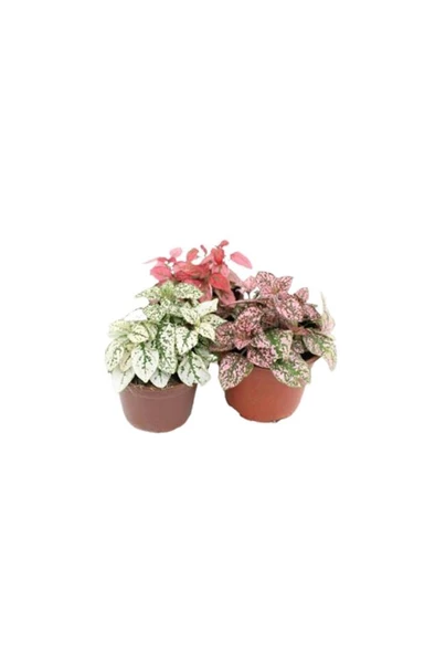 Fittonia, Fittonya 3lü Paket Halinde - Resim 2