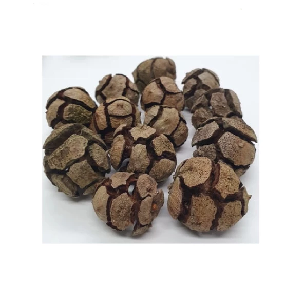 Selvi (Servi) Kozalağı 100 gr, Derya Eren - Resim 3