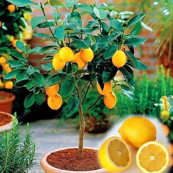 2 Yaş Aşılı Meyvesiz Yediveren Bodur Limon Fidanı, Torbada ürün görseli 1