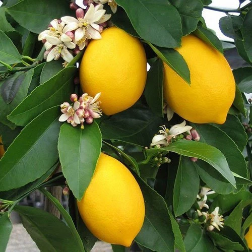 3 Yaş Aşılı Bodur Mayer Limon Fidanı, Torbada ürün görseli 1