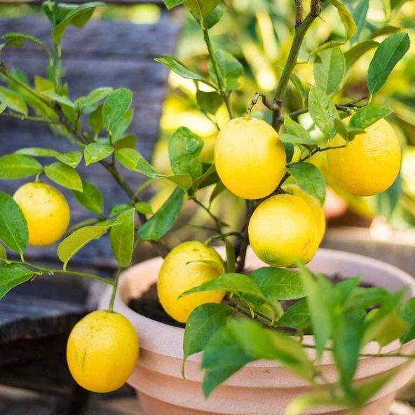 6 Yaş Aşılı Limequat-Süs Limonu Fidanı, Torbada ürün görseli 1
