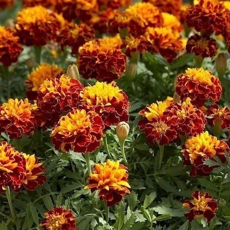 Kadife Çiçeği Tohumu (1 Paket) ürün görseli 1
