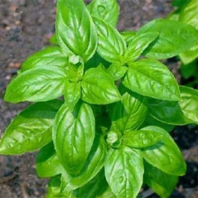 Yeşil Fesleğen Tohumu 1 PAKET (100 adet) ürün görseli 1