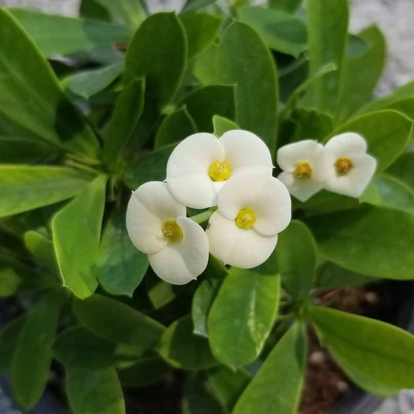 İTHAL Orijinal BEYAZ Euphorbia Milii / Dikenler Tacı Küçük Saksıda ürün görseli 1