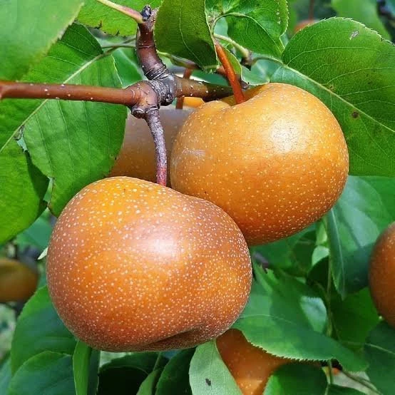 3 Yaş Aşılı Naşi Armudu, Saksıda ürün görseli 1