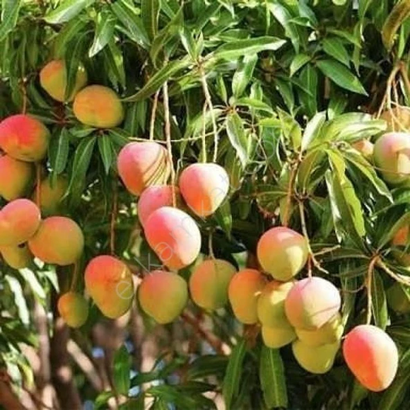 2 Yaş Aşılı Kent Mango Fidanı,Torbada ürün görseli 1