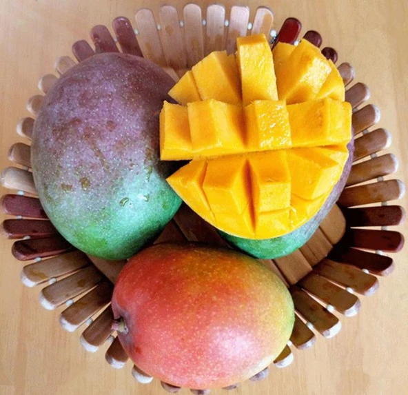 2 Yaş Aşılı Keitt Mango Fidanı,Torbada ürün görseli 1