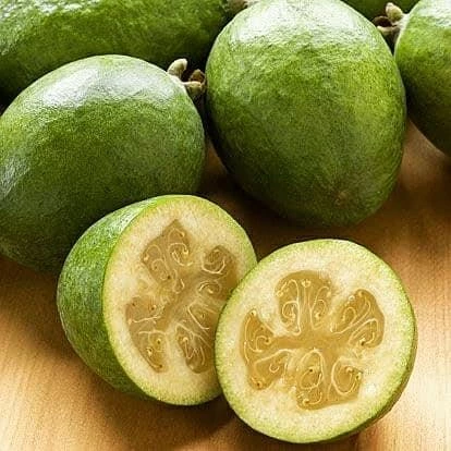 Feioja Sellowiana Kaymak Ağacı Fidanı, Tüplü (Torbada) ürün görseli 1