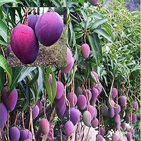 2 Yaş Aşılı Palmer Mango Fidanı,Torbada ürün görseli 1