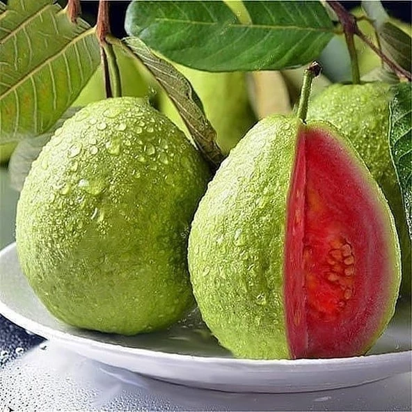 Bodur Kırmızı Guava Fidanı, Saksıda ürün görseli 1
