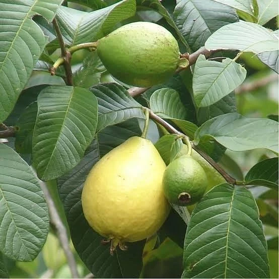 Bodur Sarı Guava Fidanı, Saksıda ürün görseli 1
