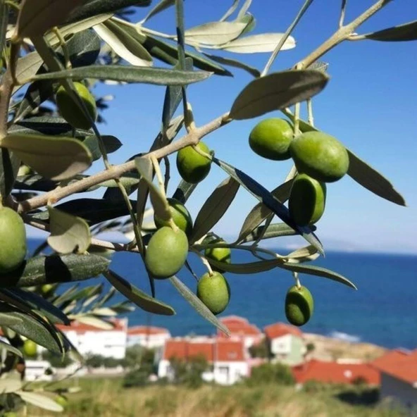Tüplü Tunus Menşei Chemlali Zeytini Fidanı ürün görseli 1