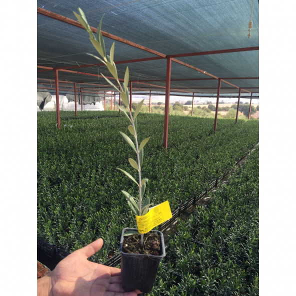 Serfiraz Arbequina Zeytin Fidanı 1 Adet ürün görseli 1