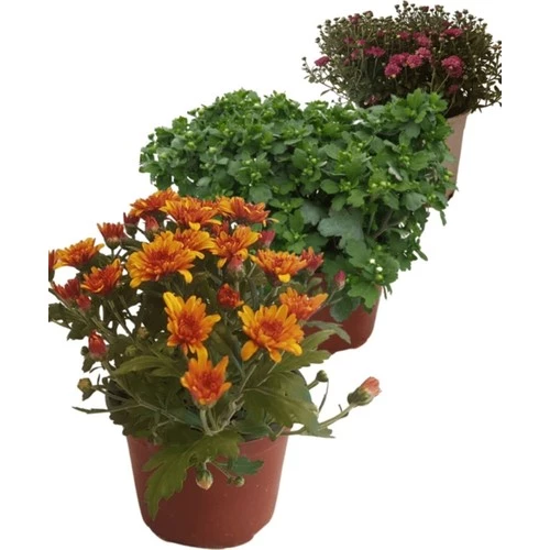 Kasımpatı Fidanı Seti 3' lü 10-20 cm ürün görseli 1
