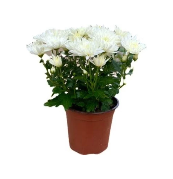 Kuğu Beyazı Saksılı Kasımpatı Fidanı Krizantem Chrysanthemum 10-20 cm ürün görseli 1