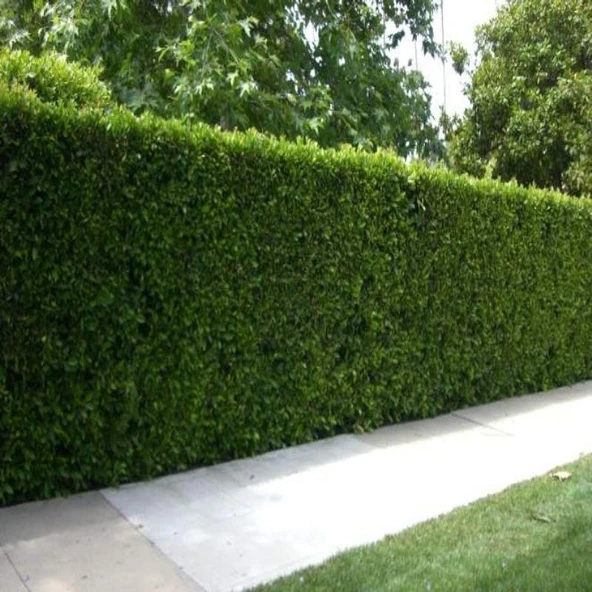 Çit Yapımına Uygun Herdem Yeşil Tüplü Soğuklara Dayanıklı Kurtbağrı(Ligustrum) Fidanı ürün görseli 1