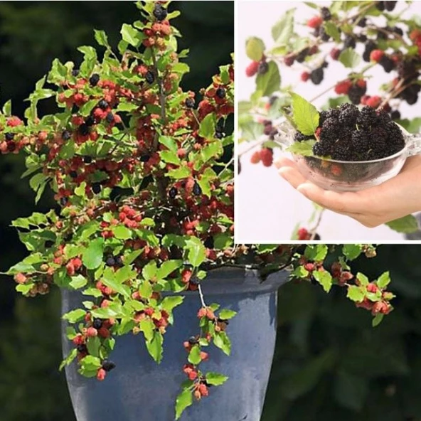 Tüplü Saksıda Yetiştiriciliğe Uygun Soğuklara Dayanıklı Siyah Meyveli Mojo Berry Dut Fidanı ürün görseli 1