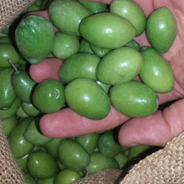 Tüplü Nadir Bulunan İri Meyveli Kalamata  Zeytin Fidanı (10-15 cm) ürün görseli 1