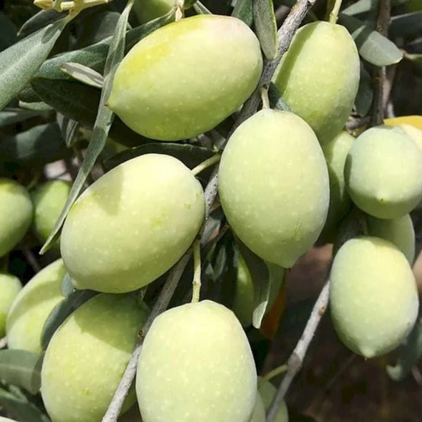 Yüksek Polifenollü Tüplü İri Meyveli Memecik Zeytin fidanı (10-20 cm) ürün görseli 1
