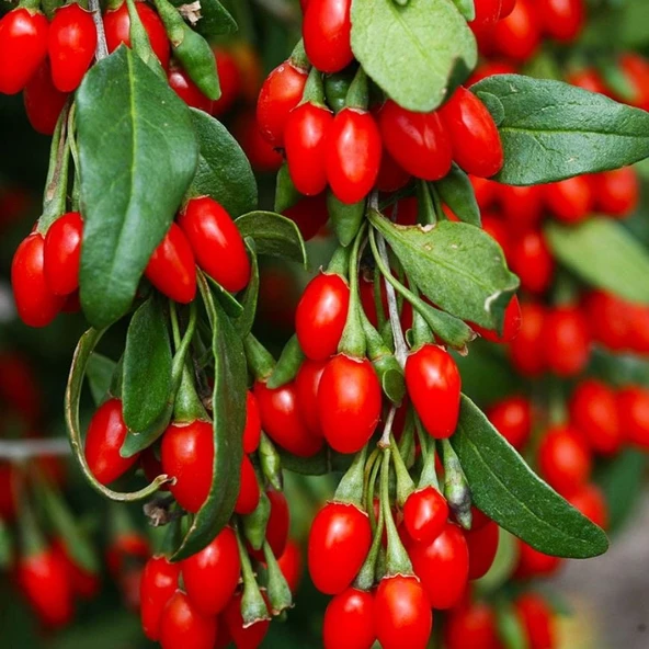 Soğuklara Dayanıklı İnstant Success Kırmızı Meyveli Goji Berry Fidanı Seneye Meyve Verir ürün görseli 1