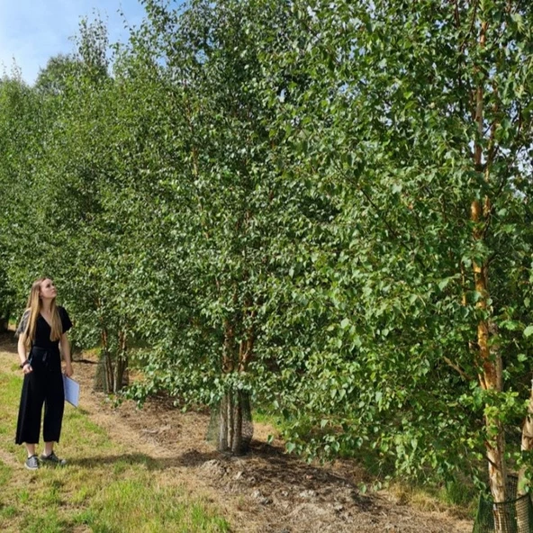 Tüplü Soğuklara Dayanıklı Şifalı Betula Pubescens Betula Alba Huş Ağacı Fidanı ürün görseli 1