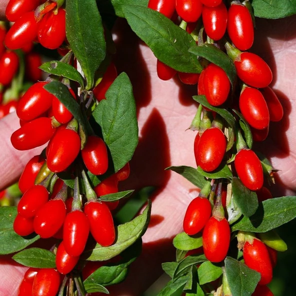 Soğuklara Dayanıklı Bodur Lycium Barbarum Littel Bodur Goji Berry Fidanı ürün görseli 1