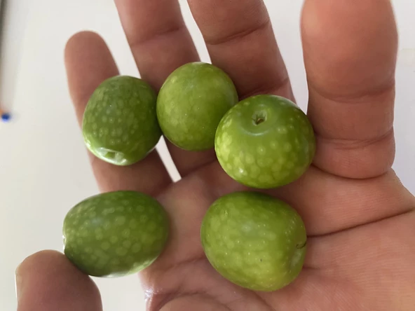 Tüplü Nadir Bulunan İri Meyveli Çil Topak Zeytin Fidanı (10-15 cm) ürün görseli 1