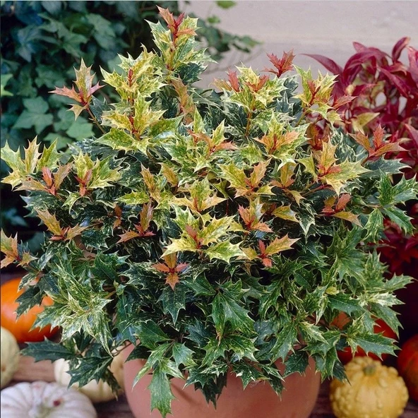 Çiçekleri Kokulu Herdem Yeşil Osmanthus Heterophyllus Tricolor Fidanı Soğuklara Dayanıklı ürün görseli 1