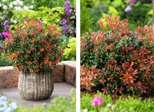Tüplü Soğuklara Dayanıklı Japon Lavanta Fundası Pieris Japonica Little Frosty  Herdem Yeşil ürün görseli 1