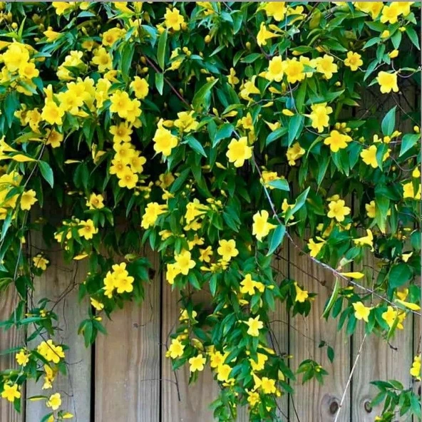Soğuklara Dayanıklı Sarı Çiçekli Yasemin Fidanı ürün görseli 1