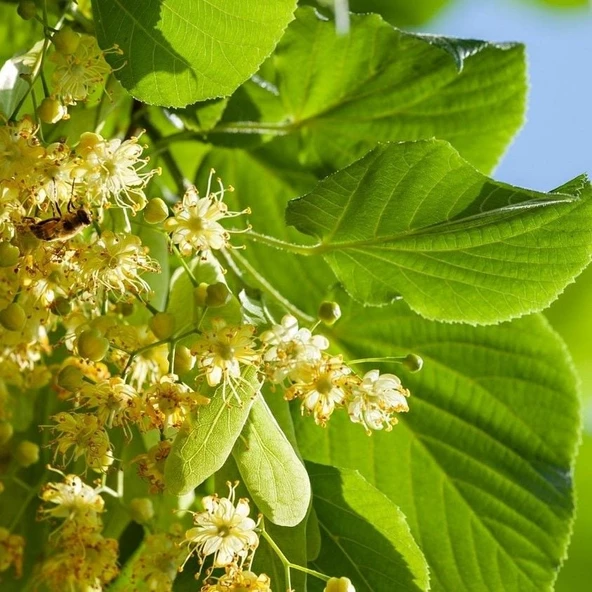 Hızlı Gelişen Soğuklara Dayanıklı Tilia Platyphyllos  Avrupa Ihlamuru Fidanı ürün görseli 1