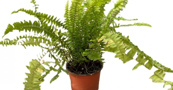 Aşk Merdiveni Fujer Nephrolepis 10-20 cm ürün görseli 1