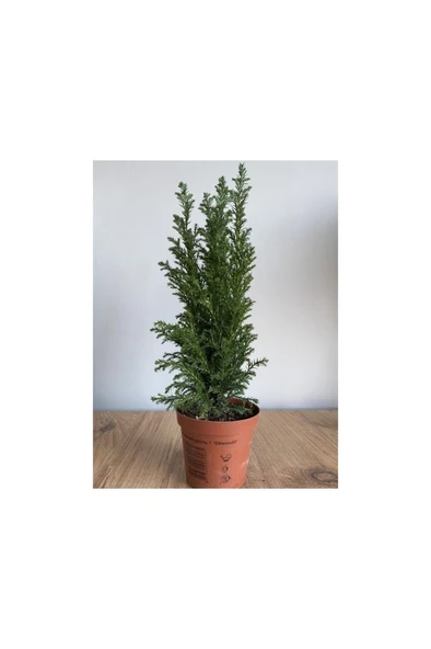 Elwoodi Çamı Mavi 30-60 cm - Resim 3