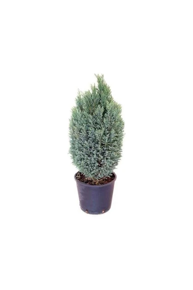 Elwoodi Çamı Mavi 30-60 cm - Resim 2