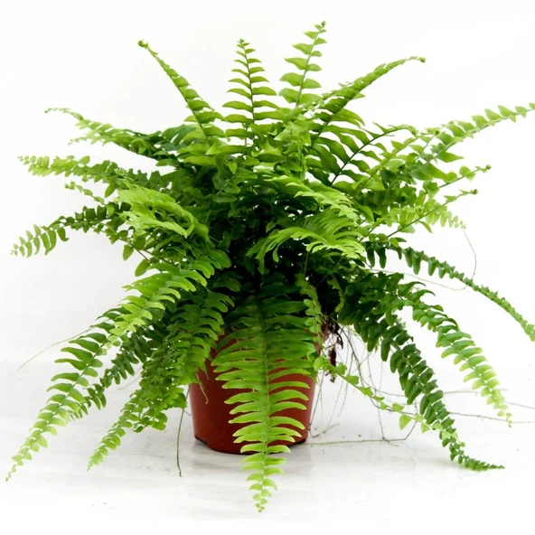 Aşk Merdiveni Fujer Nephrolepis 10-20 cm - Resim 3